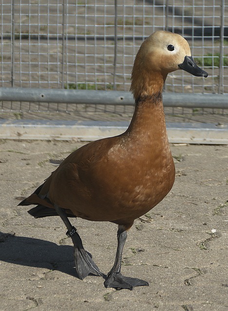 冰雕节等活